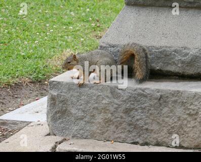 Santa Ana, Kalifornien, USA 29. Mai 2021 EINE allgemeine Ansicht der Atmosphäre des Eichhörnchens auf dem Santa Ana Friedhof 1919 E. Santa Clara Avenue in Santa Ana, Kalifornien, USA. Foto von Barry King/Alamy Stockfoto Stockfoto