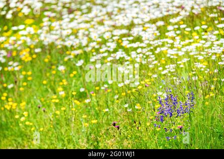 Schöne Wildblumen in der Wildblumenwiese, geschaffen für die Bienen. Rette die Bienen Stockfoto