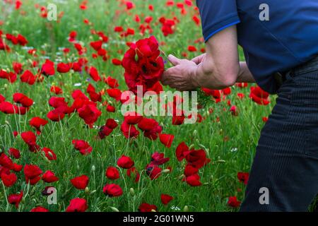 Ein Mann sammelt mit Liebe Mohnblumen vor dem Hintergrund eines Mohn-Feldes mit vielen schönen hellen Blumen. Hände mit einem Blumenstrauß aus nächster Nähe. Stockfoto