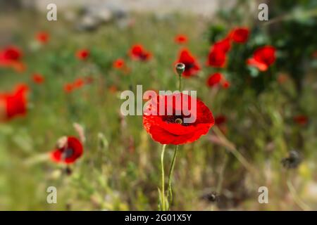 Poppige rote Blume aus der Nähe auf einem verschwommenen Wiesenhintergrund. Eine schöne Frühlingsblume im stimmungsvollen Abendlicht. Kleine Schärfentiefe, hell Stockfoto