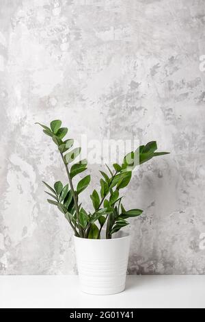 Zimmerpflanze zamioculcas Blume in weißem Topf auf Tisch gegen graue Betonwand, close-up. Stockfoto