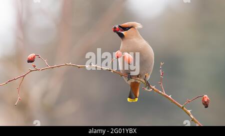 Panoramafoto des böhmischen Wachsflügels, der die Hagebutte im Schnabel hält Winterlandschaft Stockfoto