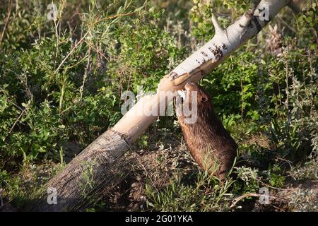 Biber kaut Rinde eines Espenbaums. Die Basis des Baumstammes ist mit Biberdraht bedeckt, wurde aber nach einem Sturz während eines Windsturms zugänglich. Stockfoto