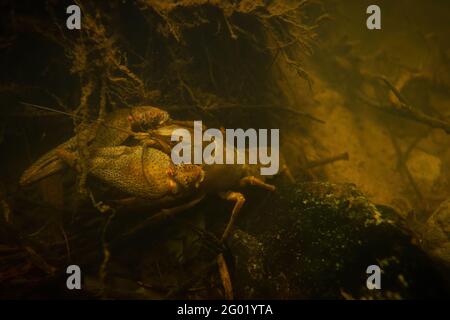 Bedrohte Breitfingerkrebse mit großen Krallen unter Wasser auf Felsen in Streamen Stockfoto