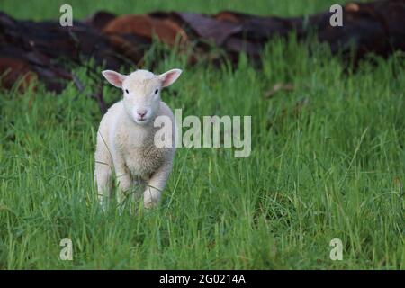 Coopworthschaf / Coopworth Schafe / Ovis Stockfoto