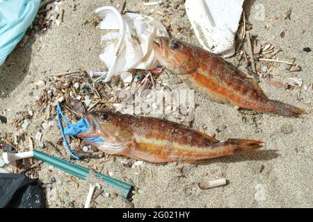 Mittelmeer Barsch Fisch tot essen Kunststoff Gummi Entsorgung Handschuh Abfälle Auf einem Schutt verseuchten Meereslebensraum.Naturverschmutzung Stockfoto