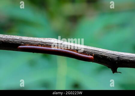 Riesiger Tausendfüßler in Ast und Blatt eines Baumes, Makrofotografie von Insekten im Wald Stockfoto