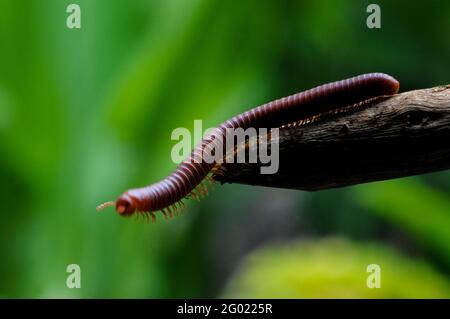 Riesiger Tausendfüßler in Ast und Blatt eines Baumes, Makrofotografie von Insekten im Wald Stockfoto