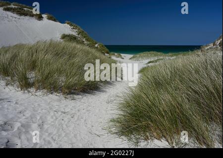 West Beach, Berneray, Äußere Hebriden, Schottland. Weg durch Sanddünen am Zugang zum Strand, Meer im Hintergrund mit Horizont. Dünengras, weißer Sand. Stockfoto