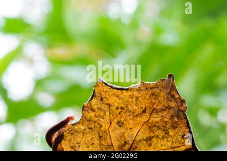 Riesiger Tausendfüßler in Ast und Blatt eines Baumes, Makrofotografie von Insekten im Wald Stockfoto
