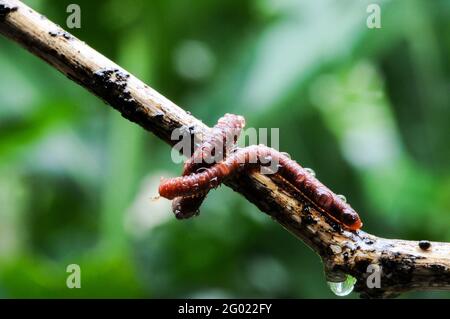 Riesiger Tausendfüßler in Ast und Blatt eines Baumes, Makrofotografie von Insekten im Wald Stockfoto