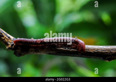 Riesiger Tausendfüßler in Ast und Blatt eines Baumes, Makrofotografie von Insekten im Wald Stockfoto