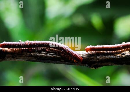 Riesiger Tausendfüßler in Ast und Blatt eines Baumes, Makrofotografie von Insekten im Wald Stockfoto