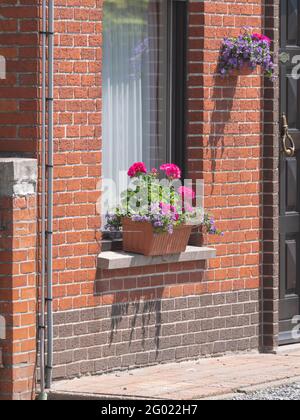 Ein Blumentopf mit Geranien auf der Fensterbank eines Hauses In Flandern Stockfoto