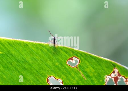 Nahaufnahme von Insekten oder Ameisen auf Papaya Leaf mit Fokus auf den Vordergrund im Freien im Wald Stockfoto