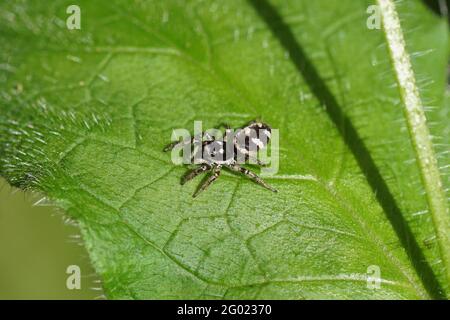 Weibliche Zebraspinne (Salticus scenicus). Unterfamilie Salticinae. Familie springende Spinnen (Salticidae). Auf einem Blatt in einem holländischen Garten. Frühling, Mai, Holland Stockfoto