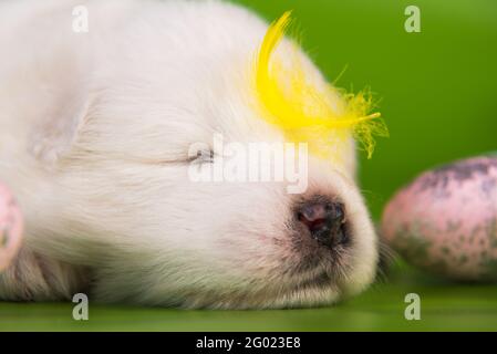 Weißer kleiner Samoyed Welpenhund mit Eiern zu Ostern Stockfoto