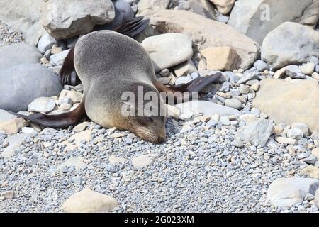 Neuseeländischer Seebär / Neuseeländischer Seehund / Arctocephalus forsteri Stockfoto