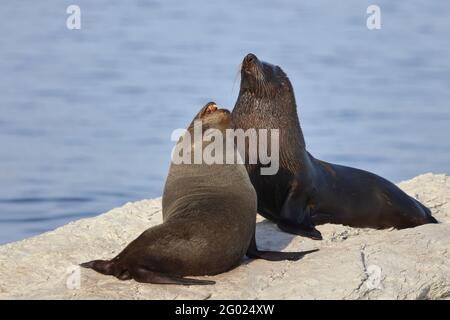 Neuseeländischer Seebär / Neuseeländischer Seehund / Arctocephalus forsteri Stockfoto