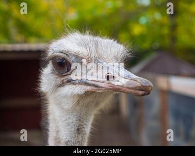Straußenportrait in der Tierwelt. Straußenkopf aus nächster Nähe Stockfoto