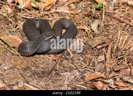 Adder oder Nordviper (Vipera berus), dunkelgraue oder schwarze Individuen sind nicht ungewöhnlich. Stockfoto