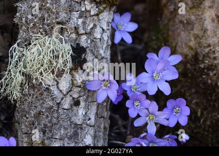 Gewöhnliche Hepatica Anemone hepatica, syn Hepatica nobilis und Usnea-Arten von Bartlichenen oder Old man's Beard Fungus Stockfoto