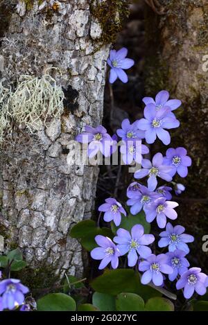 Gewöhnliche Hepatica Anemone hepatica, syn Hepatica nobilis und Usnea-Arten von Bartlichenen oder Old man's Beard Fungus Stockfoto