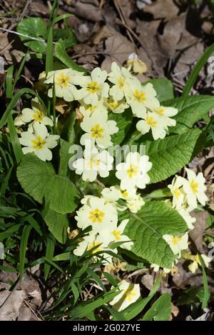 Gemeinsamen Primel Primula vulgaris Stockfoto