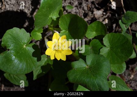 Lesser Celandine, früher Ranunculus ficaria, Ficaria verna Stockfoto