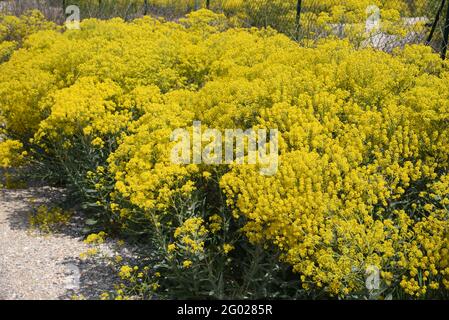 Masse an blütendem Gemeinen Ragwort, jacobaea vulgaris syn Senecio jacobaea, alias Stinking Willie oder Tansy Ragwort, das auf Waste Land oder Wasteland wächst Stockfoto