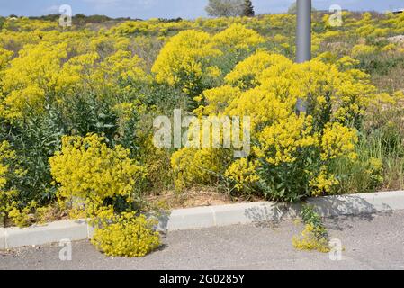 Blühender gewöhnlicher Ragwurz, jacobaea vulgaris syn Senecio jacobaea, eine invasive Art, die auf Waste Land, Wasteland oder Roadside wächst Stockfoto