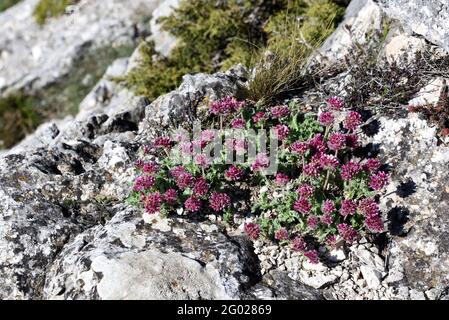 Bergniere Vetch Anthyllis montana wächst an den Rocky Hängen Montagne Sainte-Victoire Mountain Provence Frankreich Stockfoto
