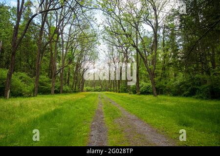 Weiches grünes Gras und gelbe Butterblumen säumen den Feldweg. Reihen von Bäumen mit geschwungenen Ästen und aufkeimenden Blättern auf beiden Seiten. Stockfoto