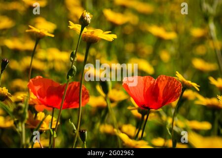 Two poppies growing amongst a meadow of wild yellow daisy flowers in Corsica Stockfoto
