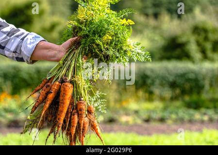 Landwirt hält eine Karotten aus dem Boden, Produkte aus der lokalen Landwirtschaft, Bio-Gemüse frisch aus dem Garten geerntet Stockfoto