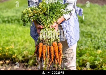 Bauer hält frische Karotten aus dem Garten, Gemüse aus lokaler Landwirtschaft, Bio-Produkte, die im Herbst geerntet werden Stockfoto