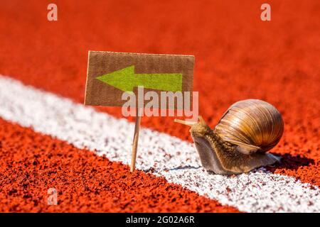 Schnecke schaut auf Schild mit Richtungspfeil. So sagen, so, anders Konzept für verloren, Verwirrung oder Entscheidungen. Stockfoto