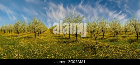 Blühender Obstgarten an einem schönen, sonnigen Tag Stockfoto