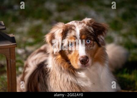 Junger australischer Schäferhund Kopf, mit blauen Augen, Er liegt draußen auf dem Gras mit Schnee. In der Nacht bei einer Laterne mit brennender Kerze Stockfoto