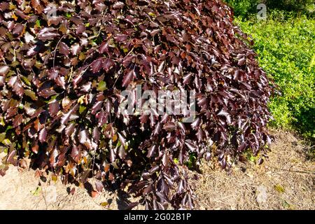 Europäischer Buchenbaum Fagus sylvatica „Purpurea Pendula“ im Garten Stockfoto