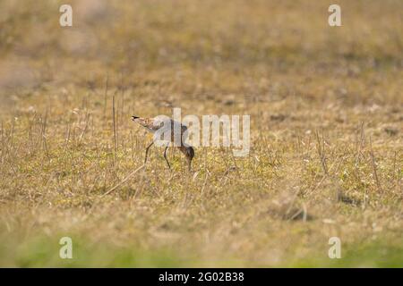 Männlicher Schwarzschwanz-Godwit, der auf Schilf steht. Auf der Suche nach Nahrung beim Gehen, grünes Gras im Vordergrund, goldene Farben Stockfoto