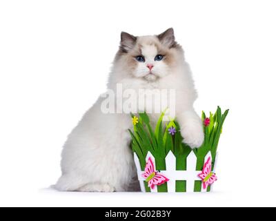 Junge hübsche zweifarbige Ragdoll-Katze, sitzend Seitenwege neben grünem Filzkorb. Eine Pfote über dem Korb und mit tiefblauen Augen in Richtung Kamera schauen. Ist Stockfoto