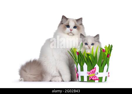 Junge hübsche zweifarbige Ragdoll-Katze, sitzend Seitenwege neben grünem Filzkorb gefüllt mit jüngerem selbst. Beide blicken mit tiefblauem Ey auf die Kamera Stockfoto