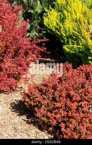 Japanische Berberitze Berberis Bewunderung Berberis Orange Rakete Berberis Golden Rakete Frühlingssträucher Stockfoto