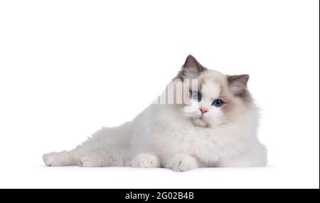 Junge hübsche zweifarbige Ragdoll-Katze, die Seitenwege neben einem grünen Filzkorb hinlegt. Blick auf die Kamera mit tiefblauen Augen. Isoliert auf einer weißen BA Stockfoto
