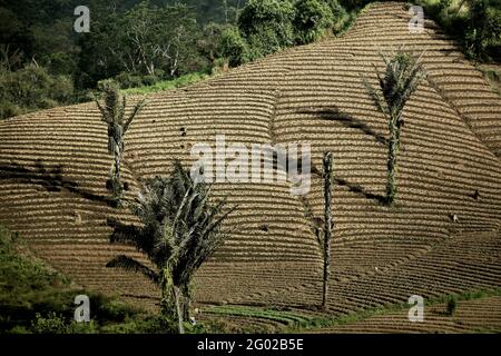 Landwirtschaftliches Ackerland mit Palmen in einem Waldhintergrund in Minahasa, Nord-Sulawesi, Indonesien. Stockfoto