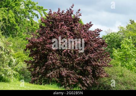 Türkischer Haselnussbaum Corylus colurna 'Granat' türkischer Filbertbaum Stockfoto