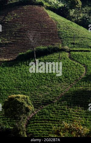 Landwirtschaftliche Nutzflächen in Minahasa, Nord-Sulawesi, Indonesien. Stockfoto