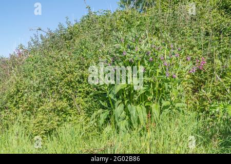 Großer Klumpen der Heilpflanze Comfrey / Symphytum officinale wächst wild, in strahlendem Sonnenschein. Bekannte Heilpflanze, die in pflanzlichen Heilmitteln verwendet wird. Stockfoto