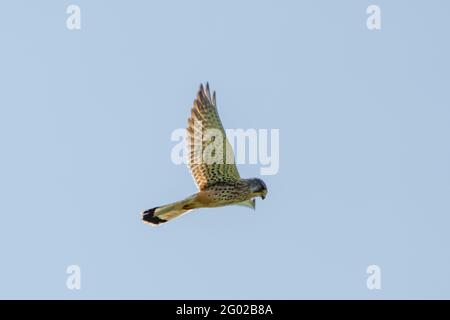 Ein detailreicher Kestrel schwebt vor einem wunderschönen blauen Himmel. Der Greifvogel ist auf der Jagd nach Beute Stockfoto